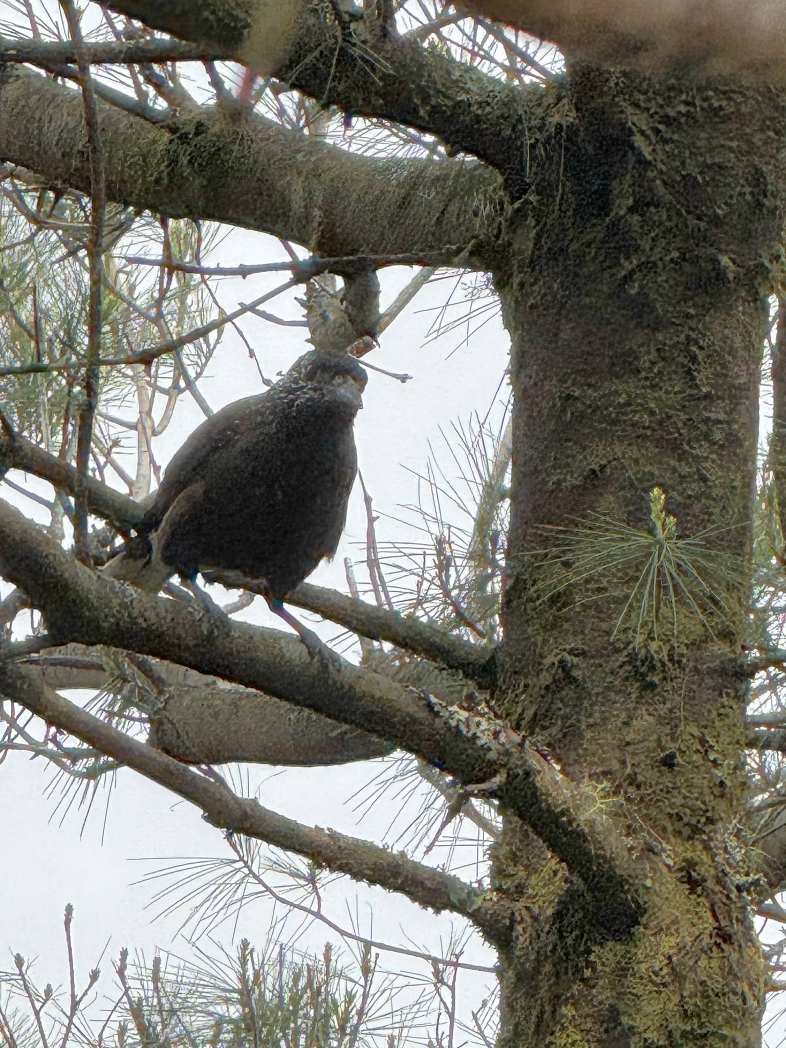 Southern Nutcracker (Nucifraga hemispila), photo 8