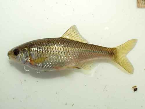Japanese bitterling (Acheilognathus melanogaster) — Cyprinidae — 5