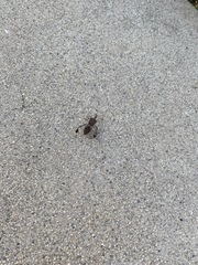 Leptoglossus