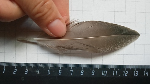 Plume de Canard siffleur