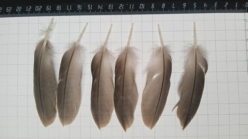 Plume de Canard siffleur