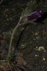 Pulsatilla montana
