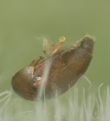 Corylophidae