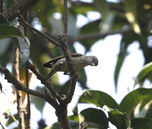 Thick-billed Flowerpecker
