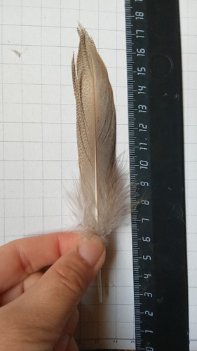 Plume de Canard siffleur