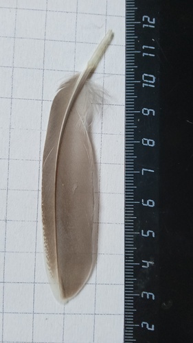 Plume de Canard siffleur