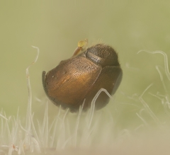 Corylophidae