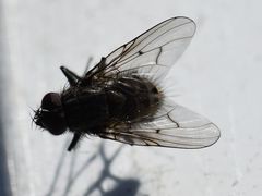 Helina evecta