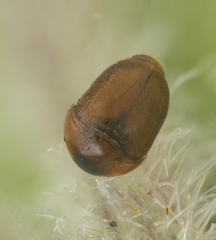 Corylophidae