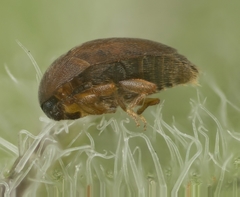 Corylophidae