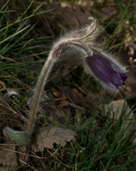 Pulsatilla montana