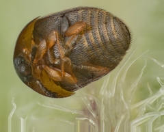 Corylophidae
