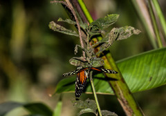 Heliconius hecale zuleika