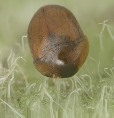 Corylophidae