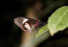 Parides eurimedes