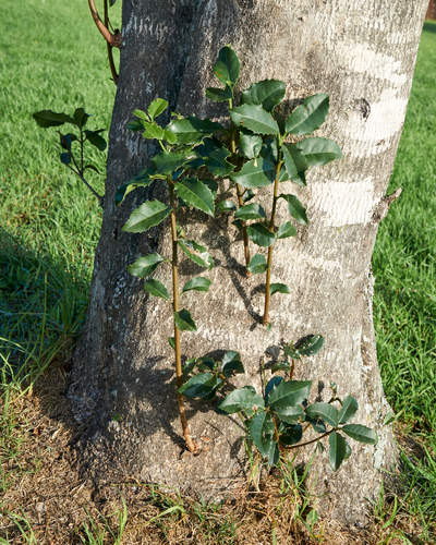 Elaeodendron croceum, photograph 4