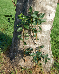 (c) Glynn Morris, some rights reserved (CC BY) Elaeodendron croceum, photograph (c) Glynn Morris, some rights reserved (CC BY)