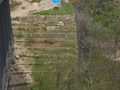 Ptyonoprogne rupestris