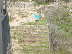 Ptyonoprogne rupestris