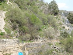 Ptyonoprogne rupestris