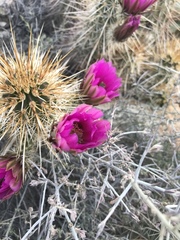 Echinocereus engelmannii engelmannii