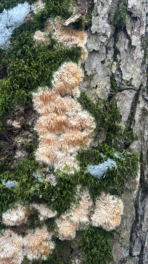 Radulomyces copelandii · January 2026 · photo: © mothpith (iNaturalist, cc-by)