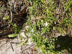 Jacquemontia havanensis