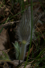 Pulsatilla montana