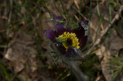 Pulsatilla montana