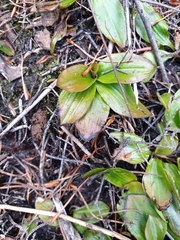 Potamogeton suboblongus