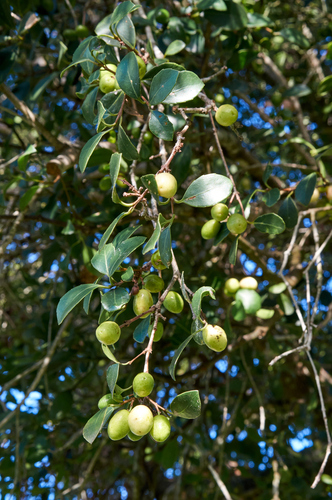 Elaeodendron croceum, photograph 5