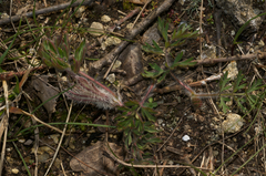 Pulsatilla montana
