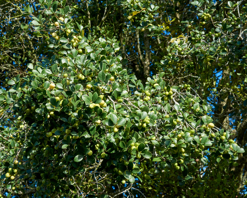 Elaeodendron croceum, photograph 3