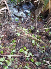 Potamogeton suboblongus