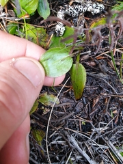 Potamogeton suboblongus