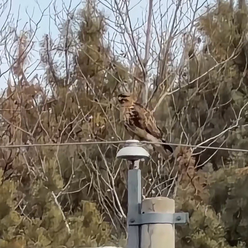 Eastern Buzzard