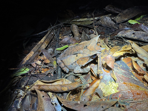 Megophrys nasuta