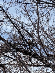 Turdus migratorius