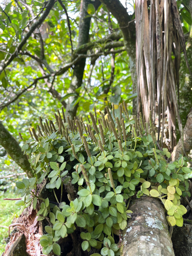 acorn peperomia