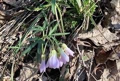 Cardamine angustata