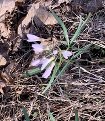 Cardamine angustata