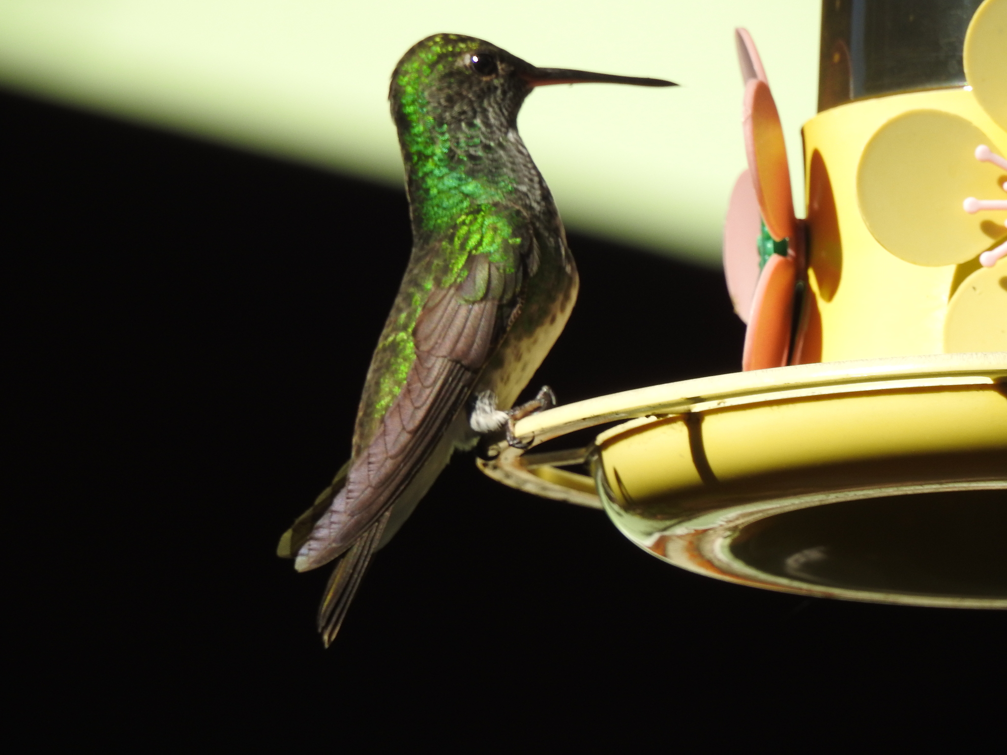 Glittering-throated Emerald (Chionomesa fimbriata), photo 6