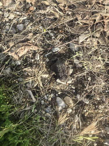 American Toad