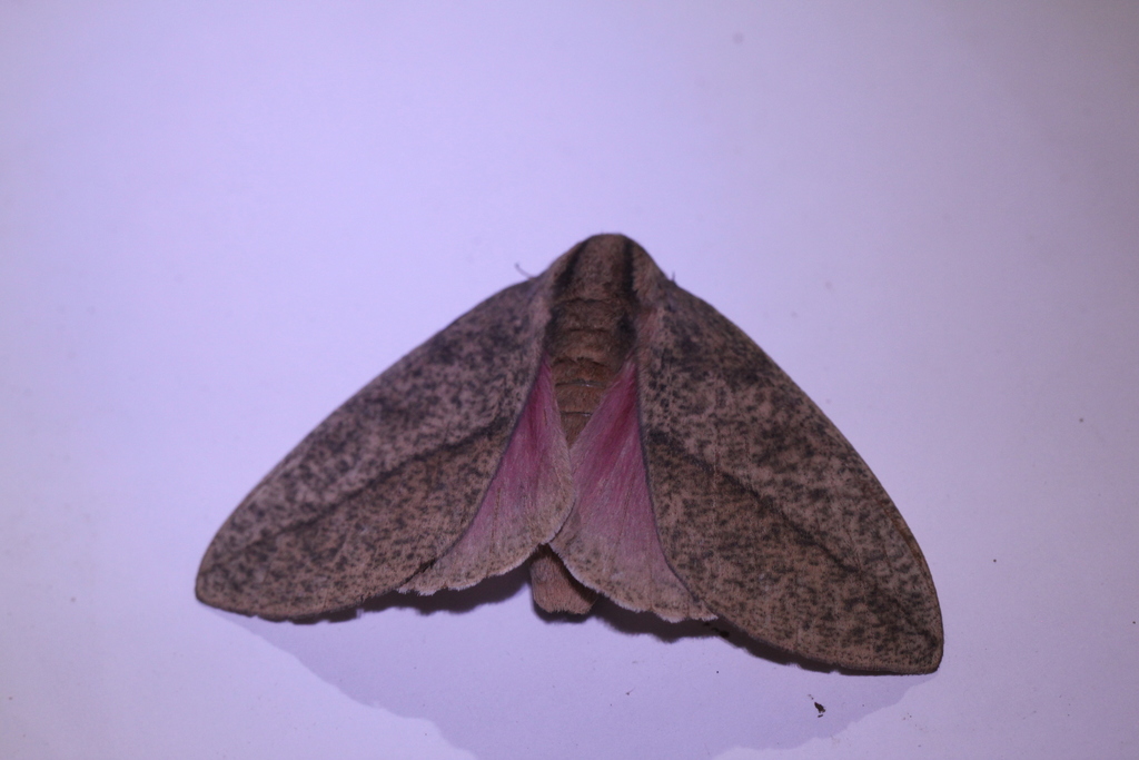 Syssphinx thiaucourti