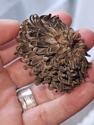 Quercus ithaburensis, photograph 6