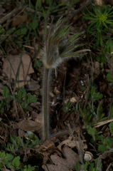 Pulsatilla montana