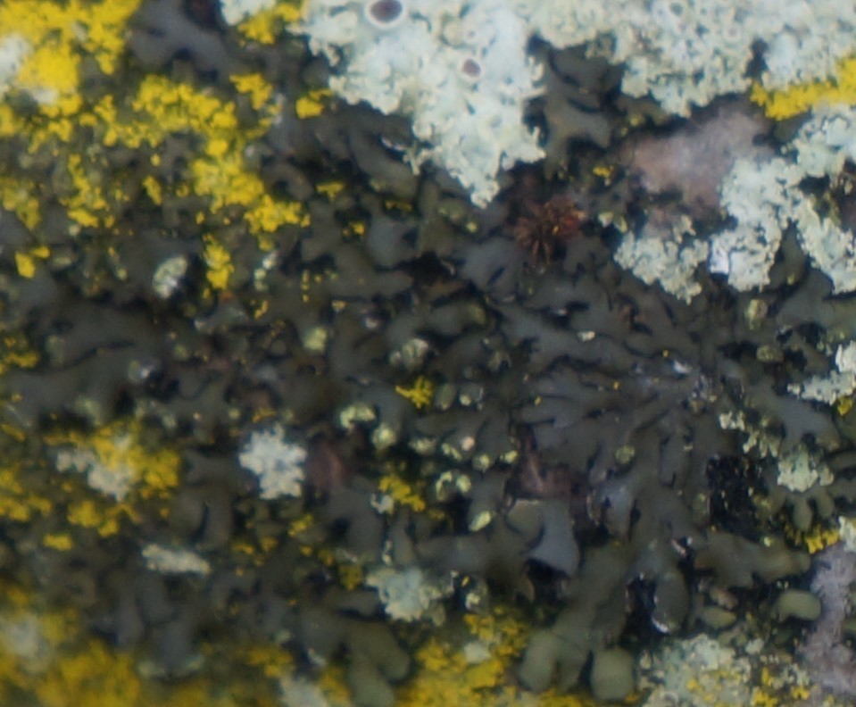 Phaeophyscia image