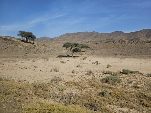Vachellia tortilis raddiana