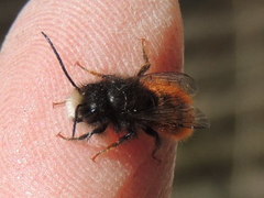 Osmia cornuta
