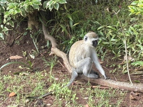 Vervet Monkey